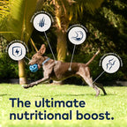 ZIWI PEAK Beef Dog Can
