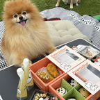 Pawradise Sunny Meadow Fresh Dog Lunch Box | Limited Edition-Pickup Only