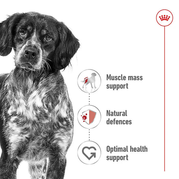 ROYAL CANIN Medium Breed Adult Dog Dry Food