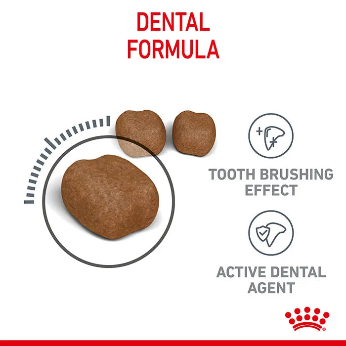 ROYAL CANIN Dental Care Adult Cat Food