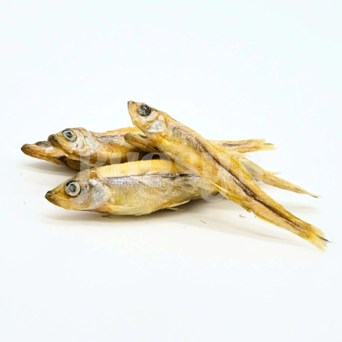 Bugsy‘s LITTLE FISH